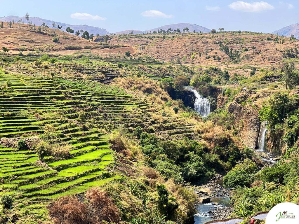Une culture de riz en colline