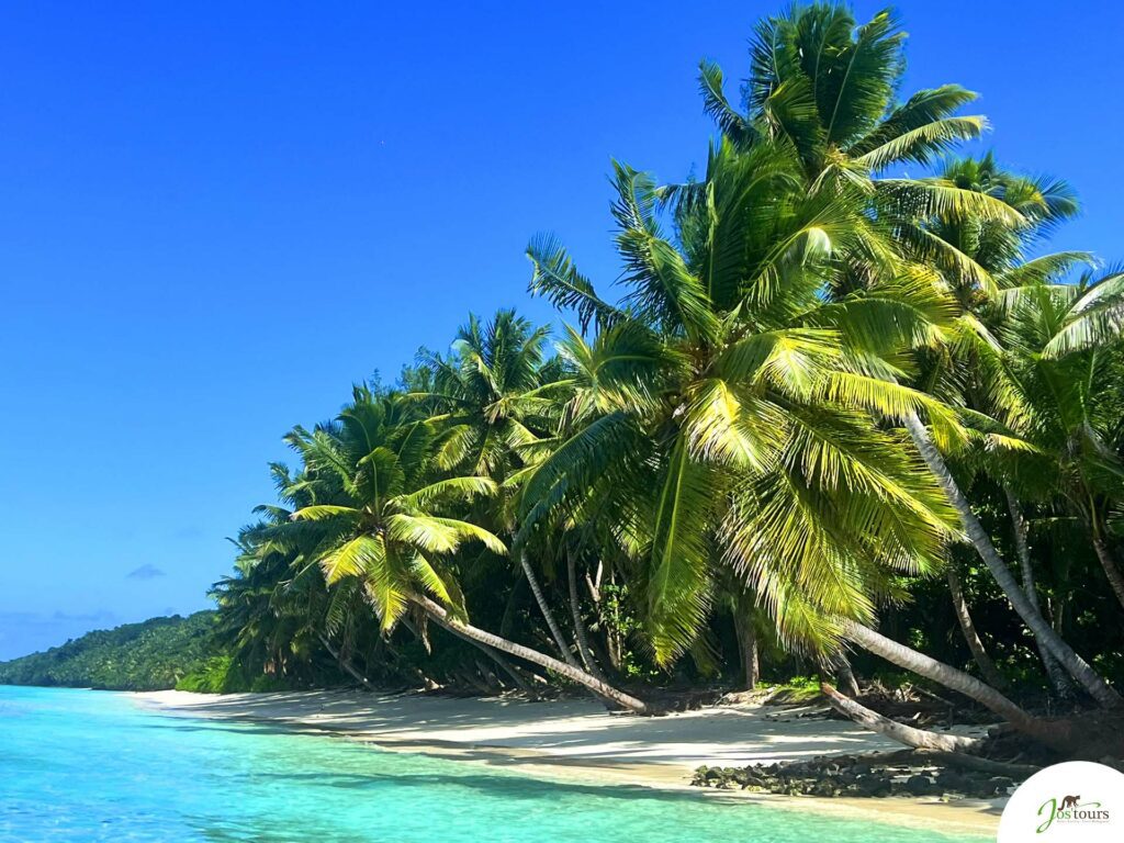 Un palmier sur la plage