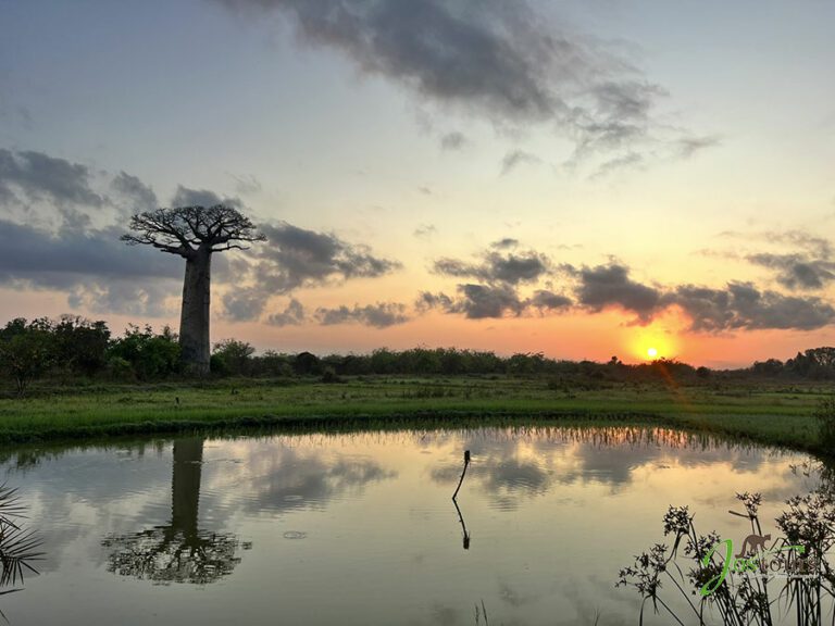 L'ESSENTIEL-DU-SUD-OUEST-DE-MADAGASCAR-16
