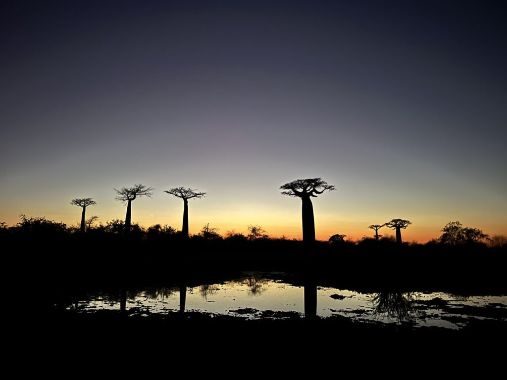Allée des Baobabs près de Morondava à la lumière du matin